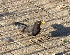 Turdus merula