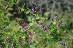 Campylotropis macrocarpa