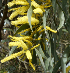 Acacia binervia
