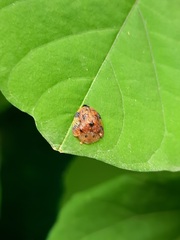 Laccoptera nepalensis
