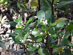 Aegiceras corniculatum