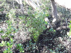 Aegiceras corniculatum