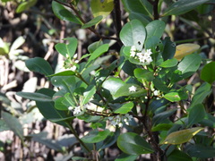 Aegiceras corniculatum