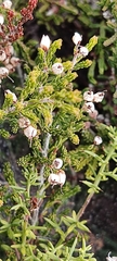 Erica umbellata