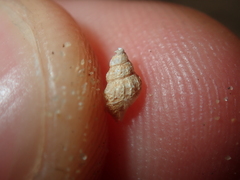 Plotiopsis balonnensis