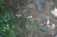 Astragalus capillipes