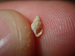 Plotiopsis balonnensis