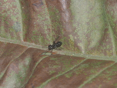 Myrmarachnini