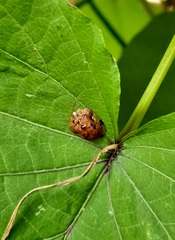 Laccoptera nepalensis