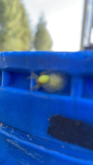 Araniella cucurbitina