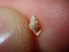 Plotiopsis balonnensis