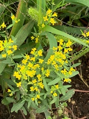 Erysimum cheiranthoides
