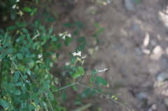 Astragalus capillipes