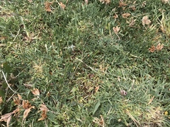 Trifolium dasyphyllum