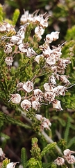 Erica umbellata