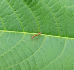 Oecophylla smaragdina