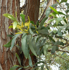Acacia binervia