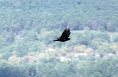 Pyrrhocorax pyrrhocorax