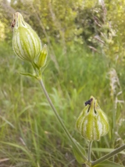 Silene latifolia alba