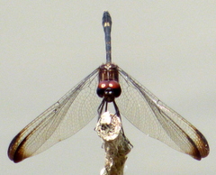 Dythemis velox