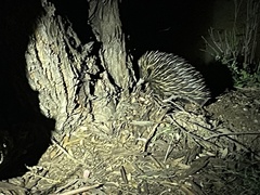 Tachyglossus aculeatus