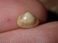 Corbicula australis