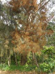 Casuarinaceae