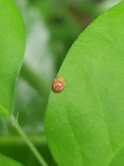 Cucujiformia
