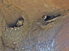 Cecropis cucullata