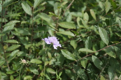Scabiosa comosa
