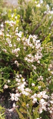 Erica umbellata