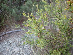 Chrysojasminum fruticans