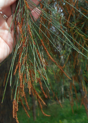 Casuarinaceae