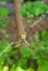 Argiope aemula
