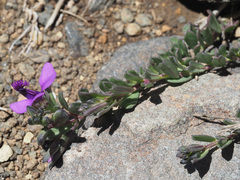 Polygala amatymbica