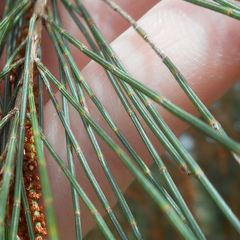 Casuarinaceae
