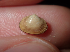 Corbicula australis