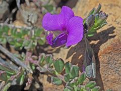 Polygala amatymbica