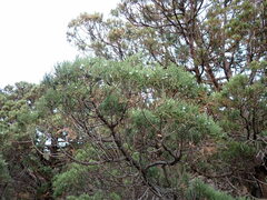 Juniperus excelsa