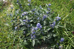 Clematis heracleifolia