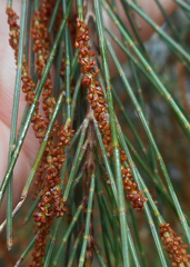 Casuarinaceae