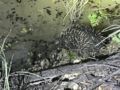 Tachyglossus aculeatus