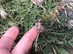 Trifolium dasyphyllum