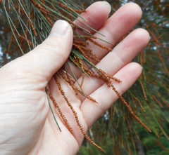 Casuarinaceae