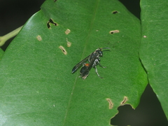 Ropalidia sumatrae