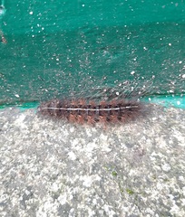 Creatonotos