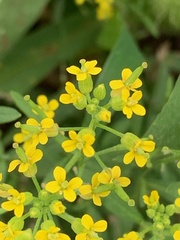 Erysimum cheiranthoides