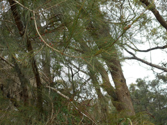 Casuarinaceae
