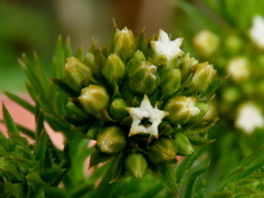 Thesium scabrum