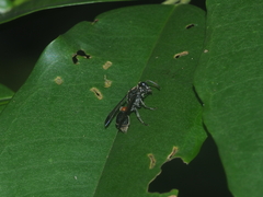 Ropalidia sumatrae
